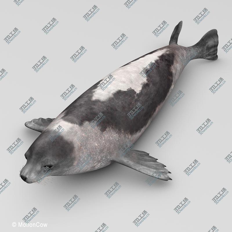 images/goods_img/202104094/Harp Seal  Adult/3.jpg